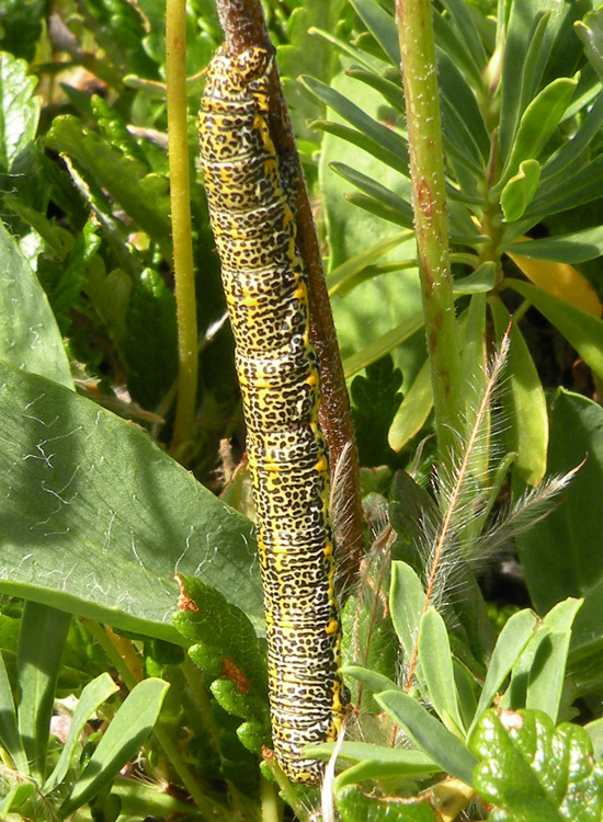 Due bruchi - E. defoliaria e Lycia sp.